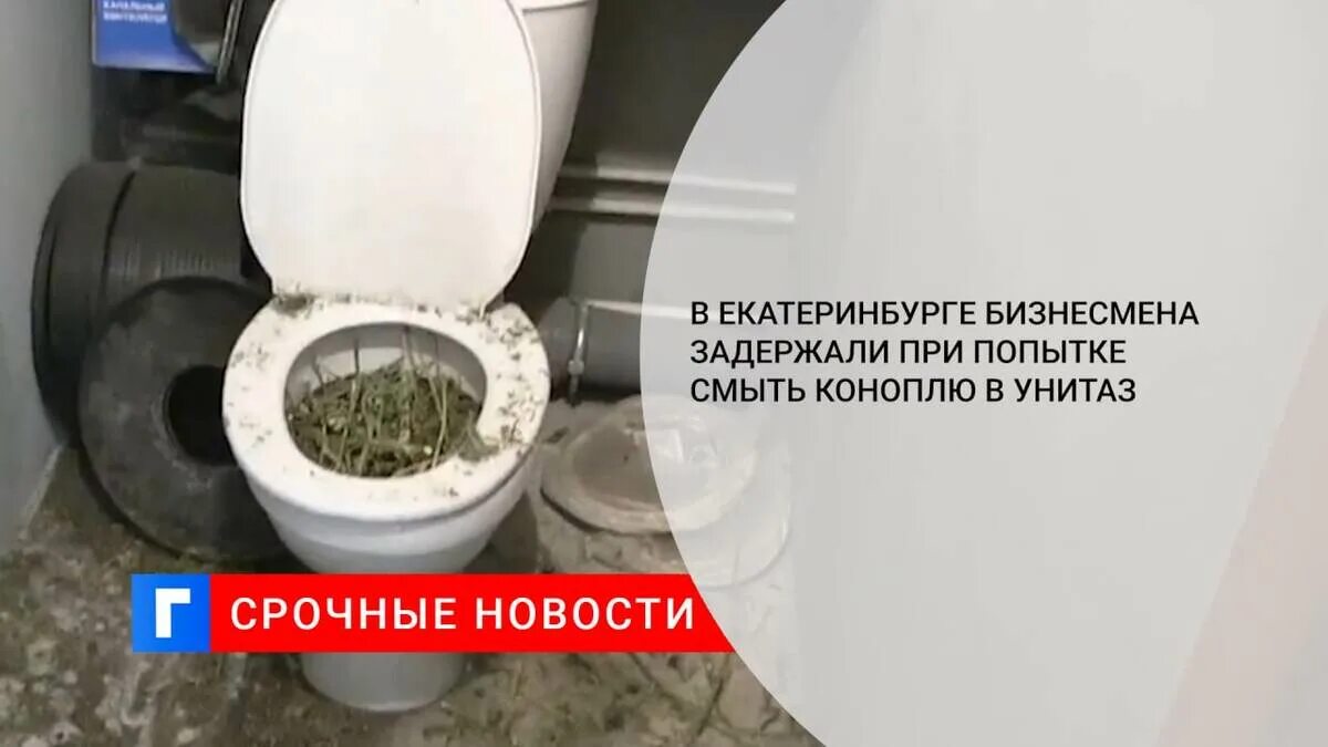 Можно ли клеща смыть в унитаз. Что будет если смыть мышь в унитаз.