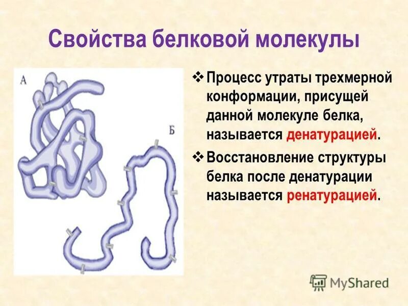 Свойства белковых молекул. Структура белковой молекулы. Восстановление структуры белков называется. Восстановление структуры белка. Денатурация восстановление структуры белковой молекулы.