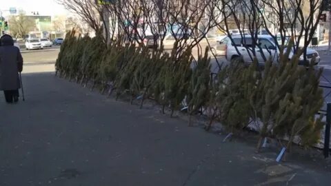 Почему не продают елки на улице 2023