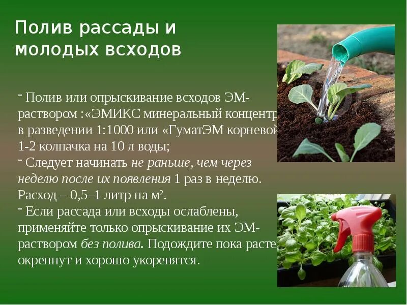 Полив рассады. Полив и опрыскивания рассады. Поливать или опрыскивать. Полив и опрыскивание слайд. Когда лучше поливать рассаду утром или вечером