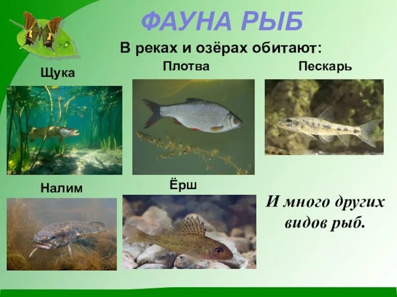 Какие животные обитают в озере
