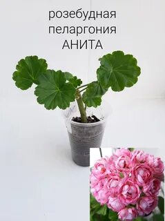 Продам пеларгонии