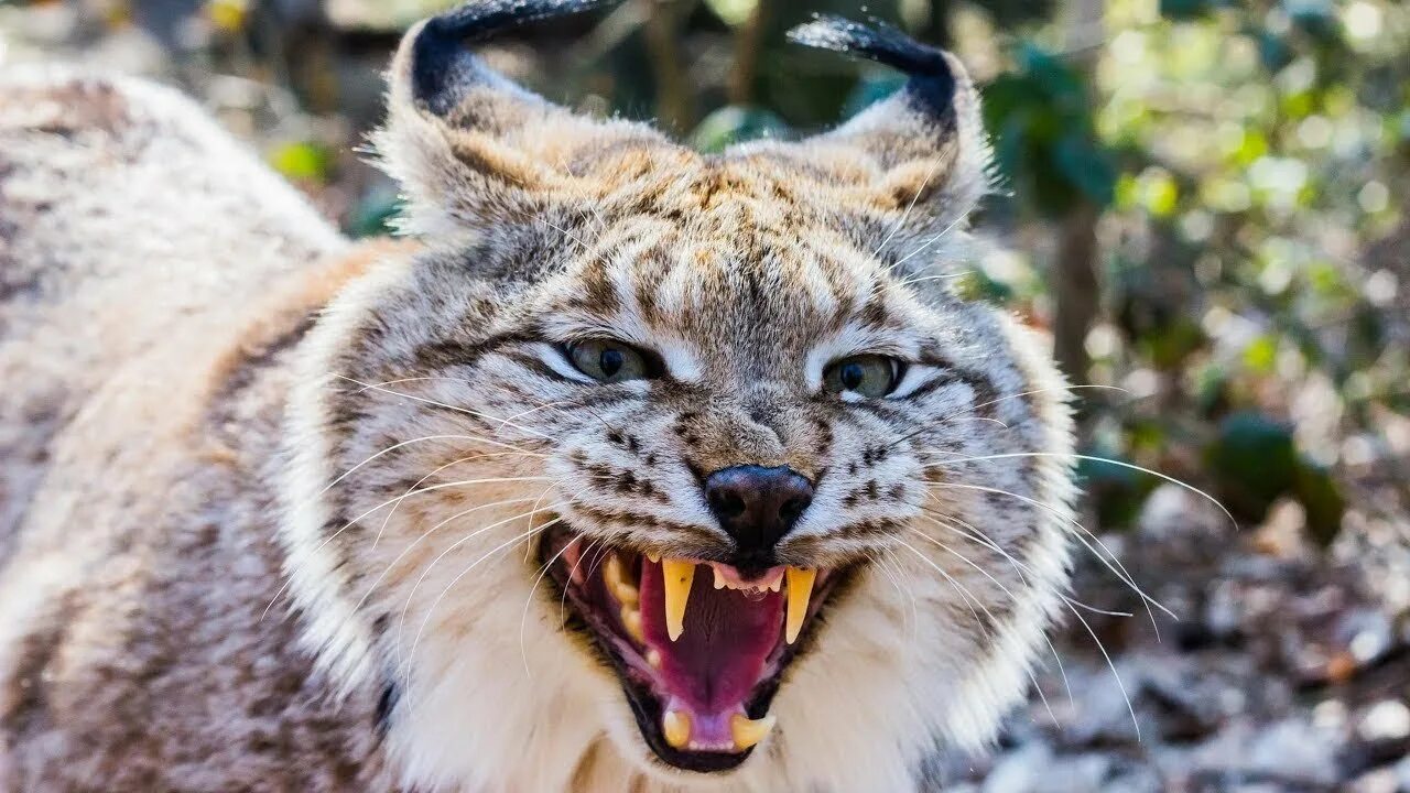 Тасманский дьявол фото с открытой пастью в профиль. Злой как какое животное. Злая обезьяна. Сибирский баргузинский соболь. Сибирская рысь.