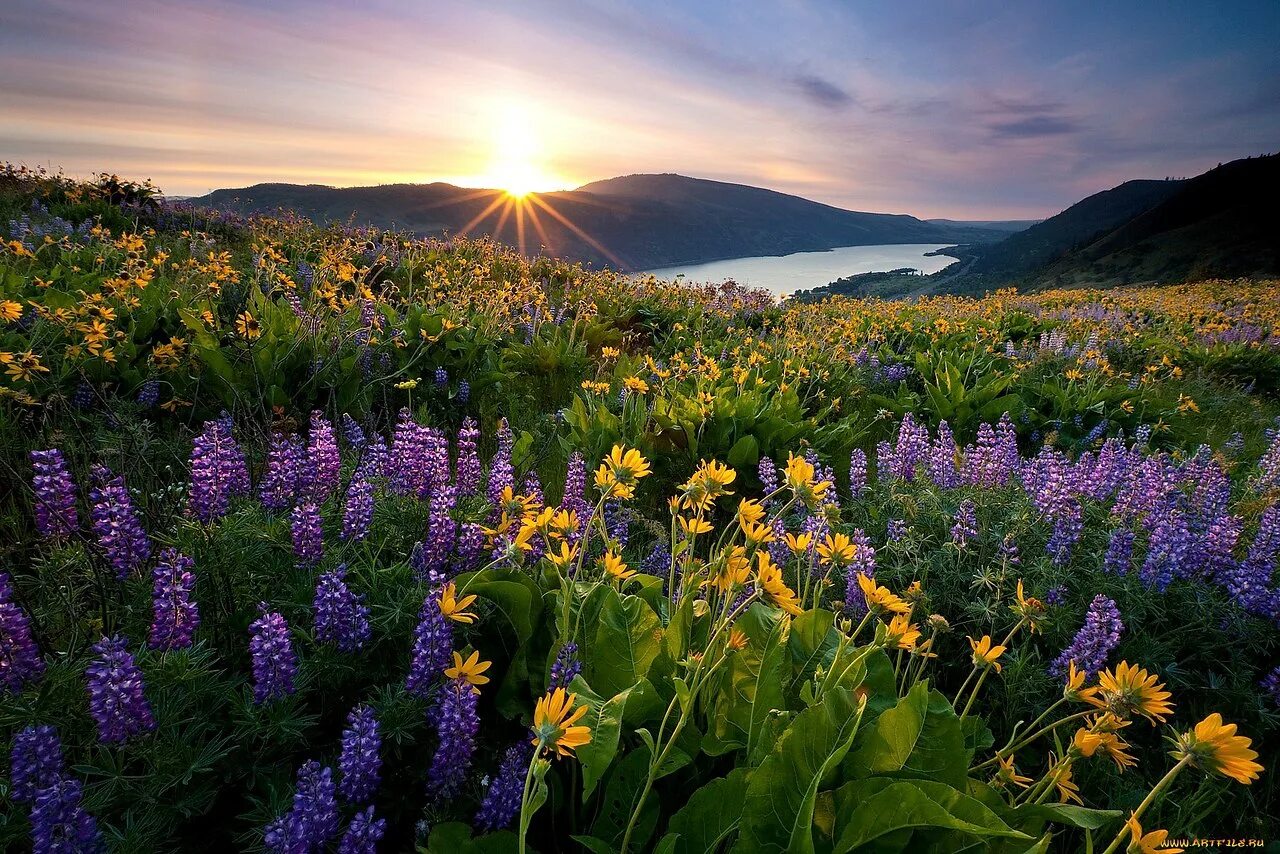 Красивые картинки природа с добрым. Природа. Луговые цветы. Поляна с цветами. Красивый луг.