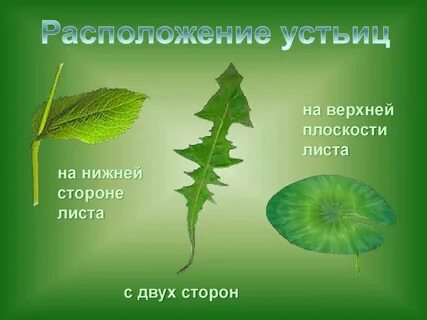 Листья растений дышат