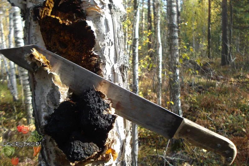 Где можно чагу. Сбор чаги березовой. Сбор гриба чага. Чага в лесу. Приспособы для сбора чаги.