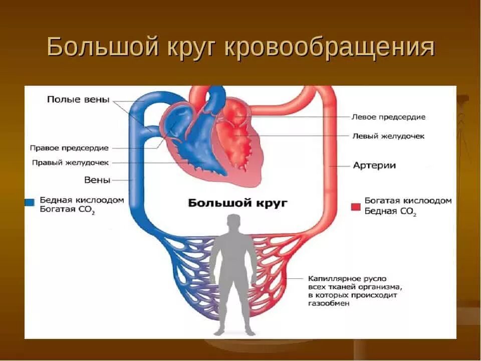 Роль кругов кровообращения. Большой и малый круг кровообращения откуда начинается. Малый круг кровообращения человека начинается. Каким сосудом и где начинается большой круг кровообращения. Где начинается большой и малый круг кровообращения.