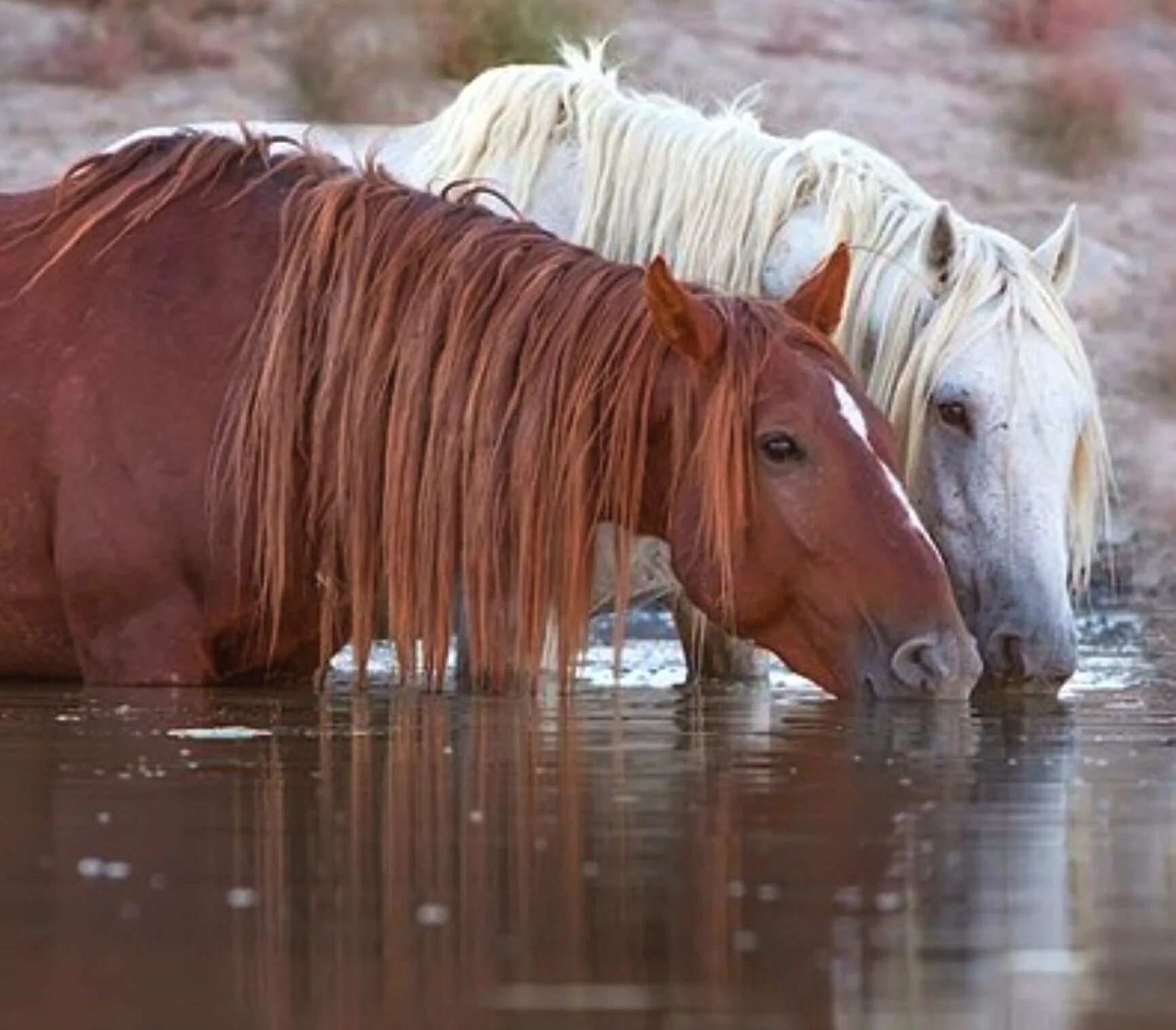 Лошадь пьет воду. Бонни Маррис лошади. Кони на водопое картина Феофана Вакулюка. Красивые лошади. Лошади на водопое.