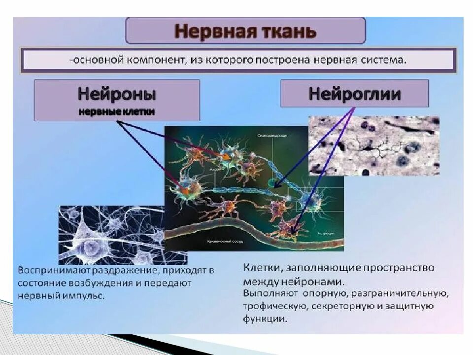 Система организма которая выполняет защитную функцию