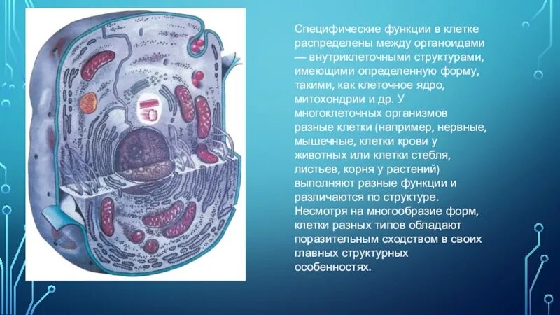 Какие структуры клетки распределяются строго