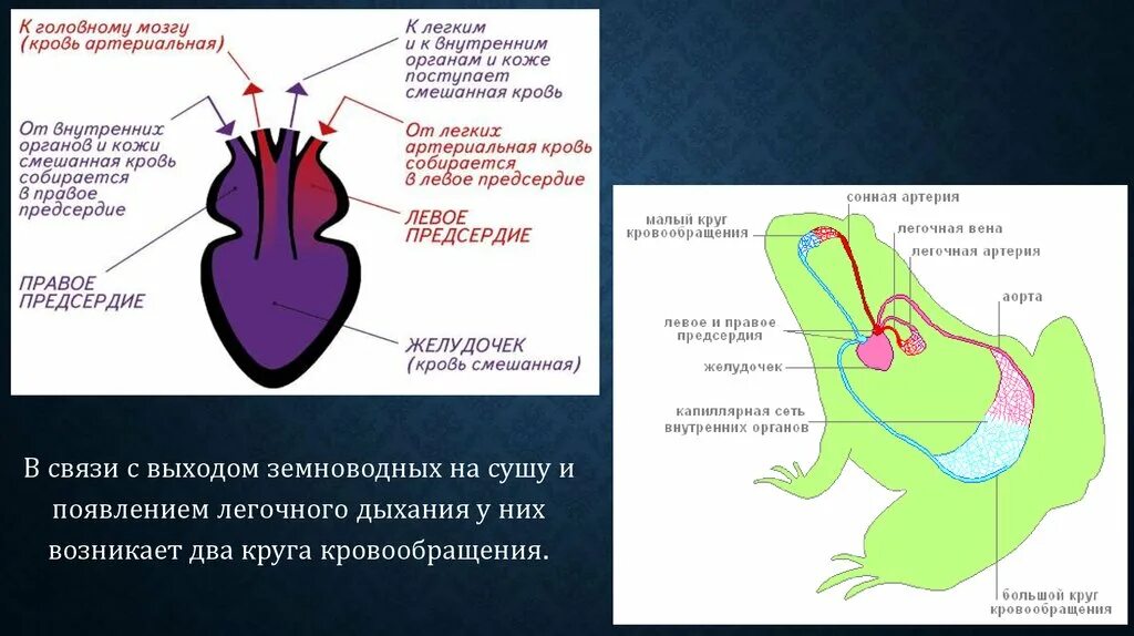 Эволюция сердца у земноводных. Дыхательная система земноводных схема. Органы дыхательной системы земноводных. Система дыхания земноводных. Строение дыхательной системы земноводных.