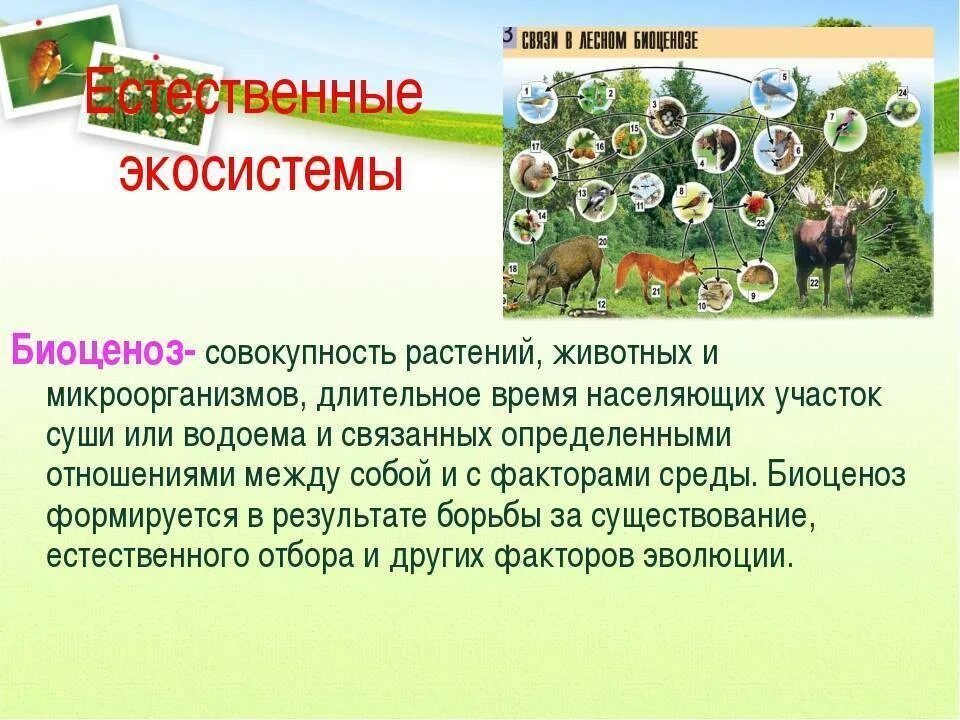 Совокупность связанных между собой популяций разных