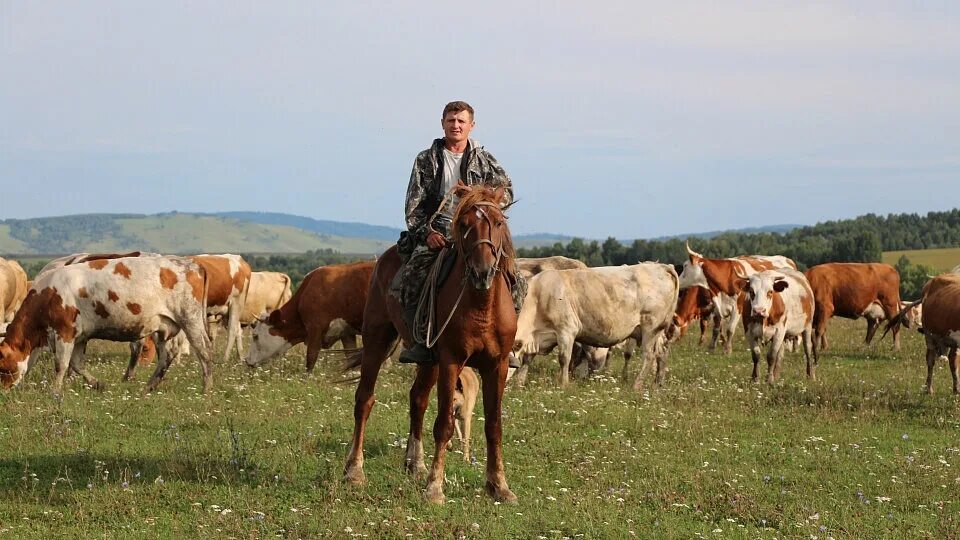 В деревне пасут коров. Пастух пасет коров. пастух на лошади. пастух гор. люди пасут коров.