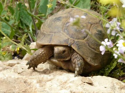 Flying tortoises