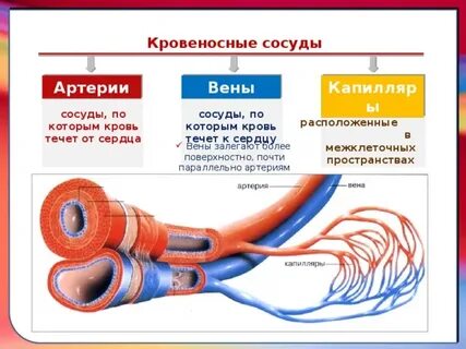 Кровеносная тест егэ