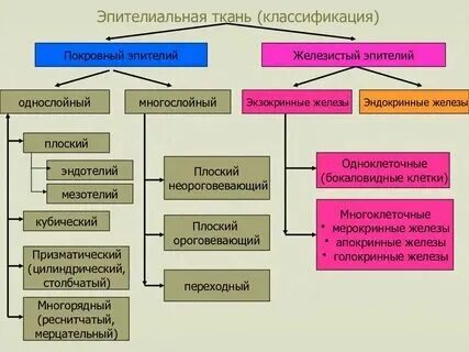 Какие функции выполняет эпителиальная ткань благодаря каким особенностям строени