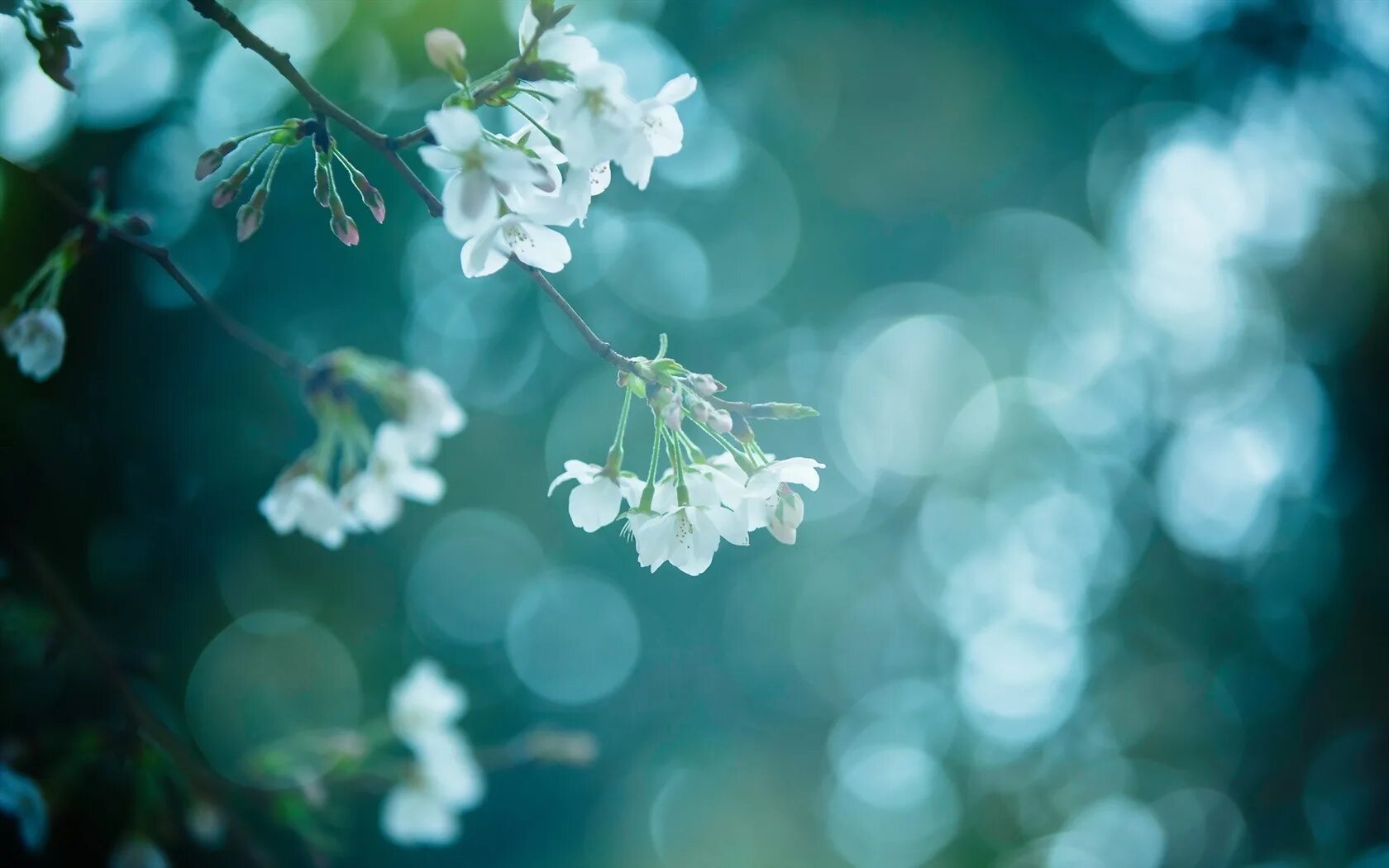 White spring. Весенний фон. Весенний фон на рабочий стол. Весенние цветы. Весенние обои на рабочий стол.