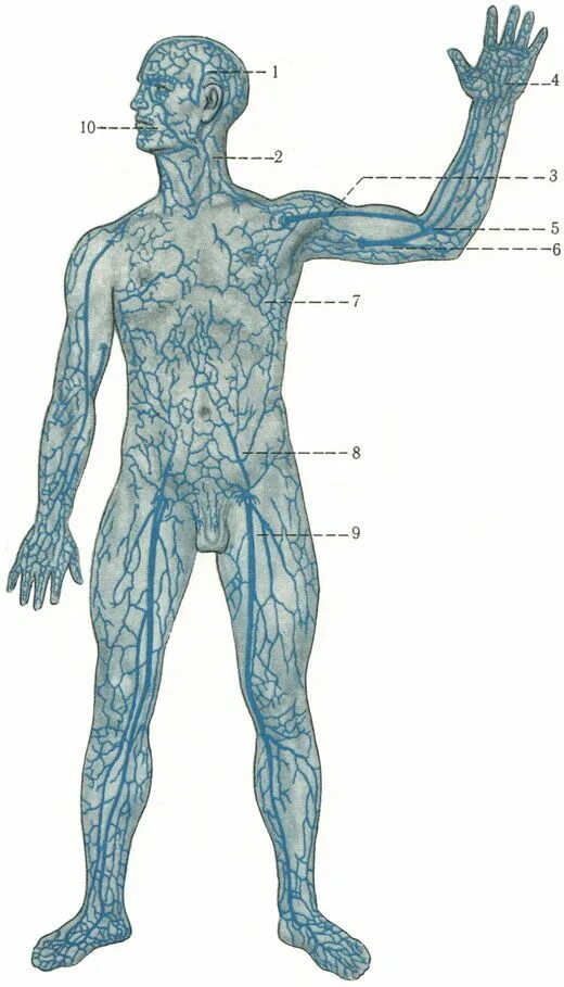 Название самой большой вены у человека. Схема вен. Вены тела человека анатомия. Поверхностные вены тела человека. Расположение вен у человека.