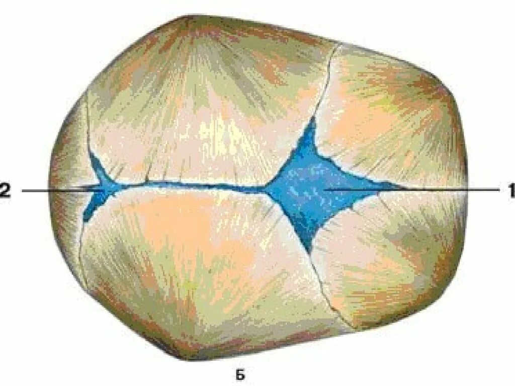 Края большого родничка. Передний Родничок черепа новорожденного. Роднички черепа анатомия. Череп новорожденного большой и малый Родничок. Большой и малый Родничок у новорожденного.