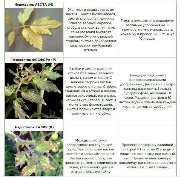 Симптомы нехватки микроэлементов по листьям у помидор. Недостаток микроэлементов у томатов по листьям. Симптомы нехватки микроэлементов у томатов. Таблица нехватки микроэлементов у томатов в теплице.