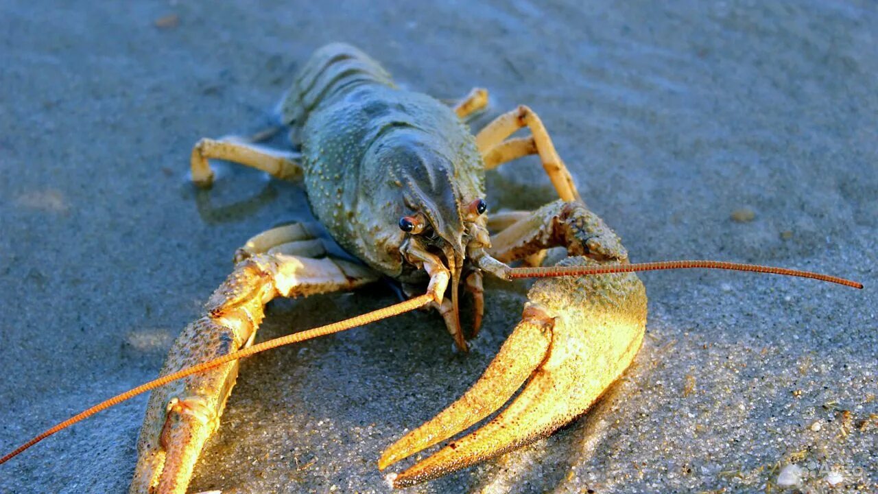 Рачки водоемов. Членистоногие падальщики. Рачки жареные. Как выглядит живой рак. Пресноводные ракообразные.