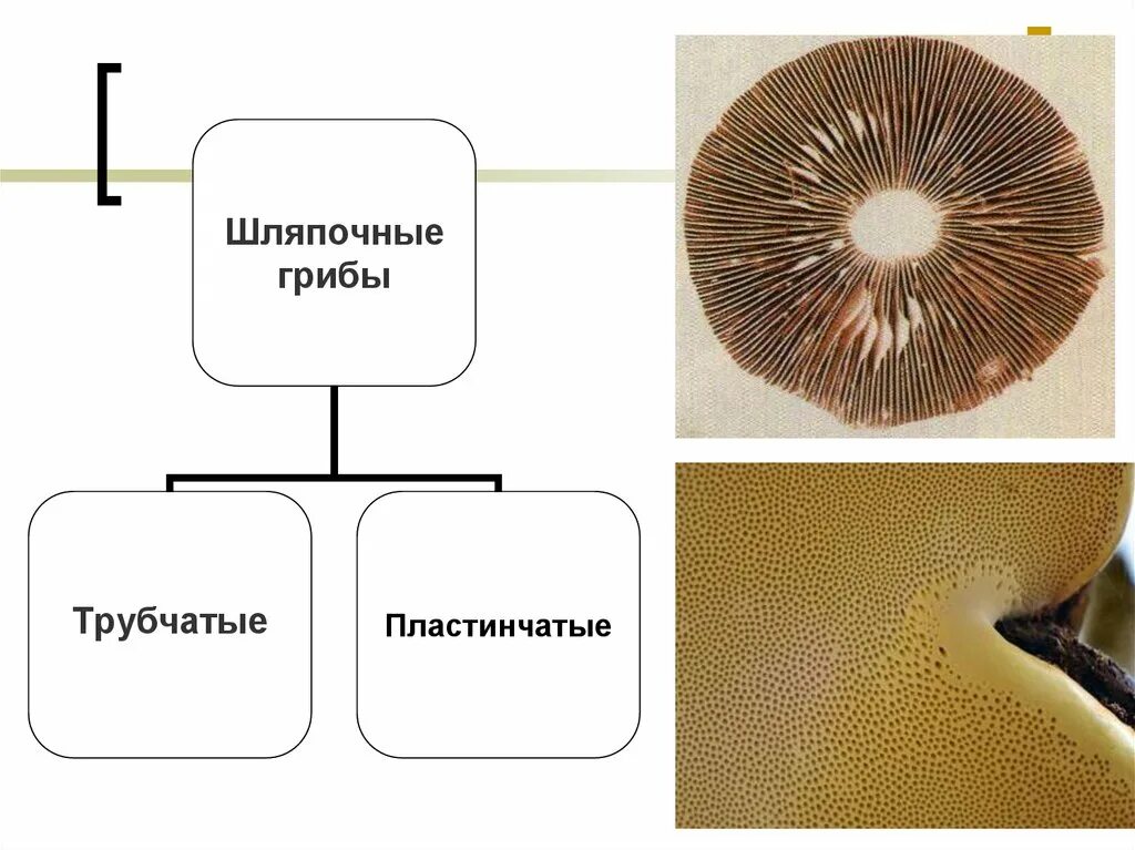 Различия пластинчатых и трубчатых грибов таблица. Шляпочные грибы трубчатые и пластинчатые. Шляпочные грибы строение трубчатые и пластинчатые. Трубчатые и пластинчатые грибы схема. Шляпочные грибы трубчатые и пластинчатые схема.