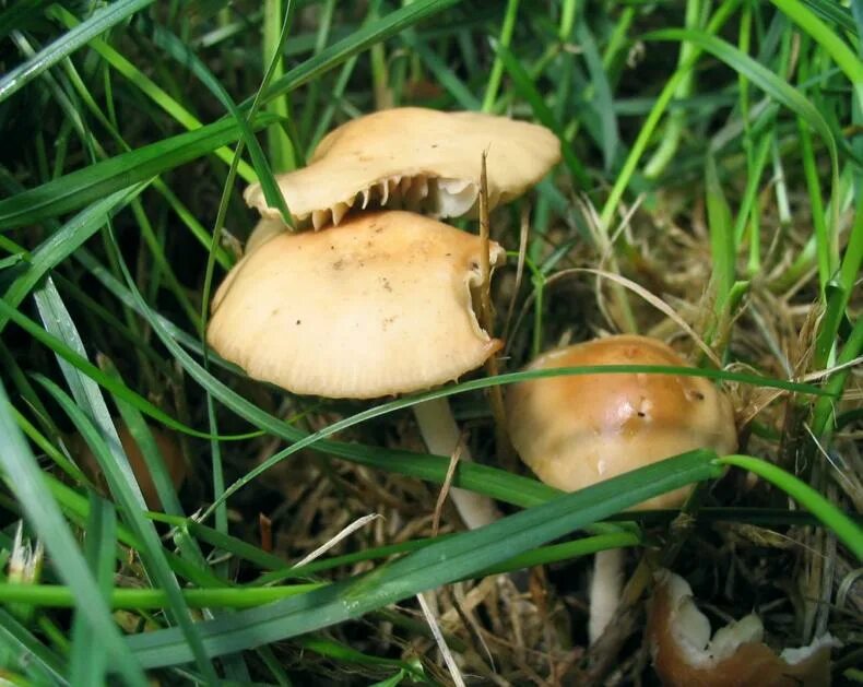 Опенок Луговой Marasmius Oreades. Луговые опята съедобные рядовки. Негниючник гриб Луговой. Опята луговые ложные. Грибы луговые съедобные