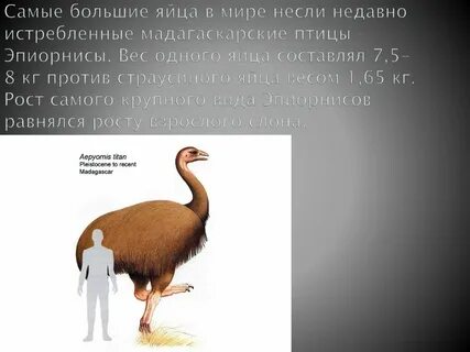 Какая птица несет