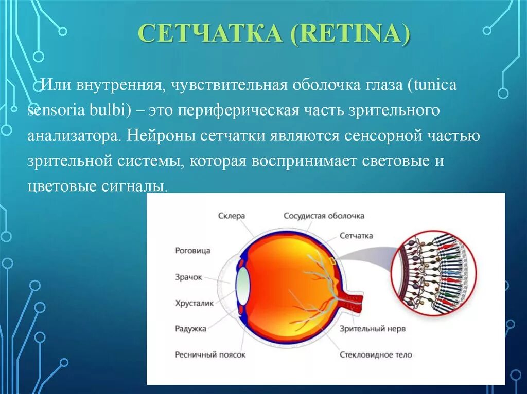 Функции оболочки глаза сетчатка. Сетчатая оболочка глаза ретина. Частями сетчатой оболочки являются. Внутренняя оболочка сетчатка.