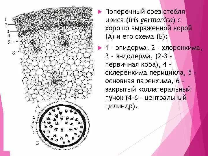 Поперечного среза стебля растения. Поперечный срез стебля селягинеллы. Поперечный срез ириса схема. Поперечный срез стебля сальвинии. Первичное Анатомическое строение стебля ириса.