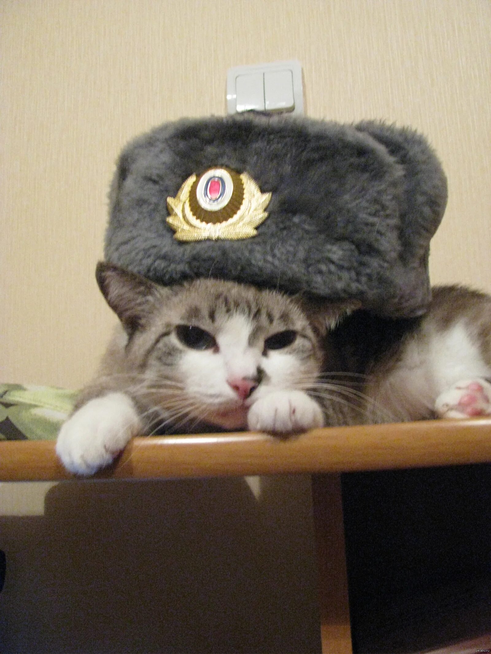 С днем полиции кот. Кот полицейский. котенок в полицейской форме. котик в шапке ушанке. коты в военных касках.