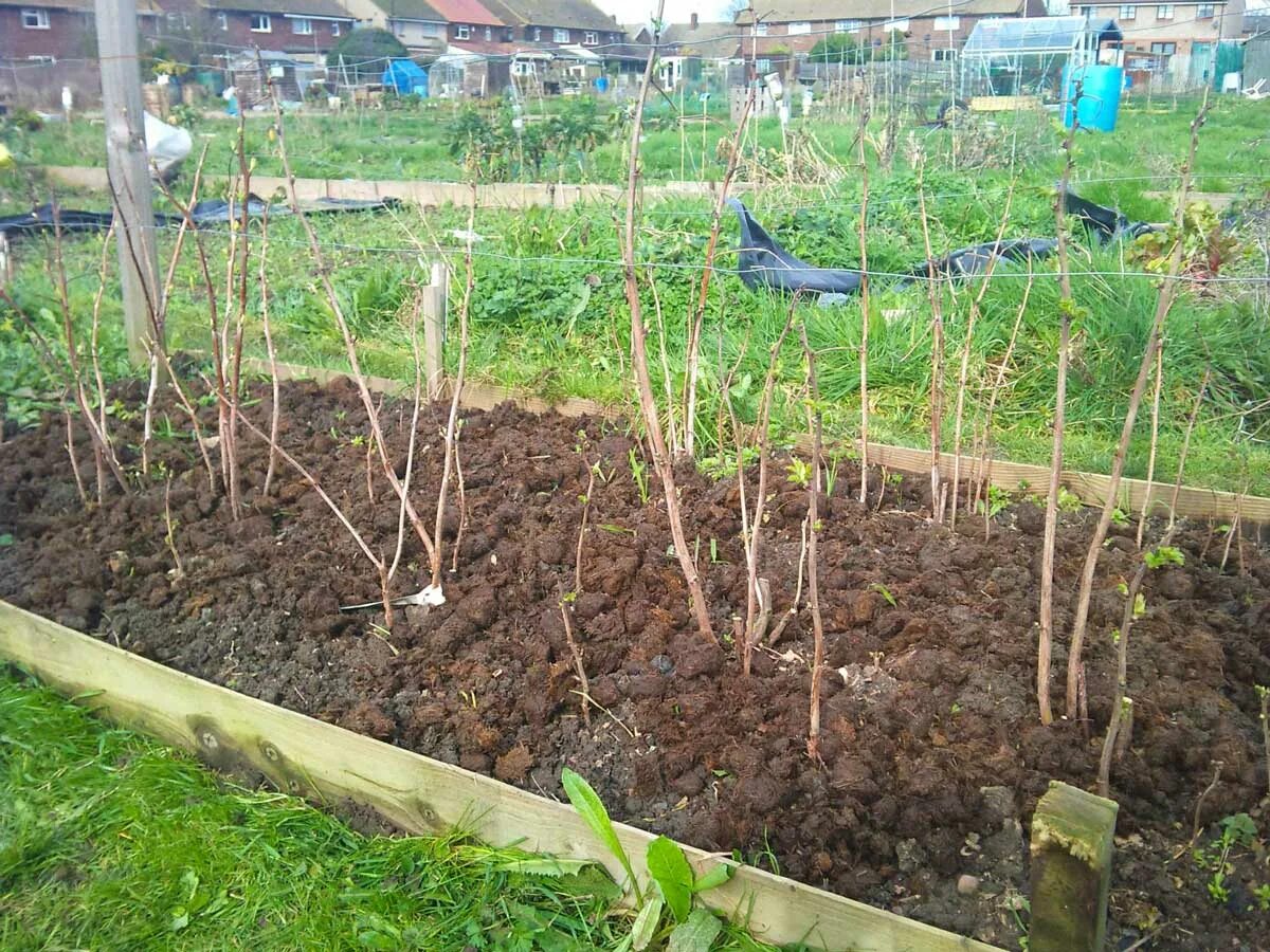 саженцы деревьев. катальпа саженцы катальпы. расти дача саженцы. сажать деревья. сажание деревьев.