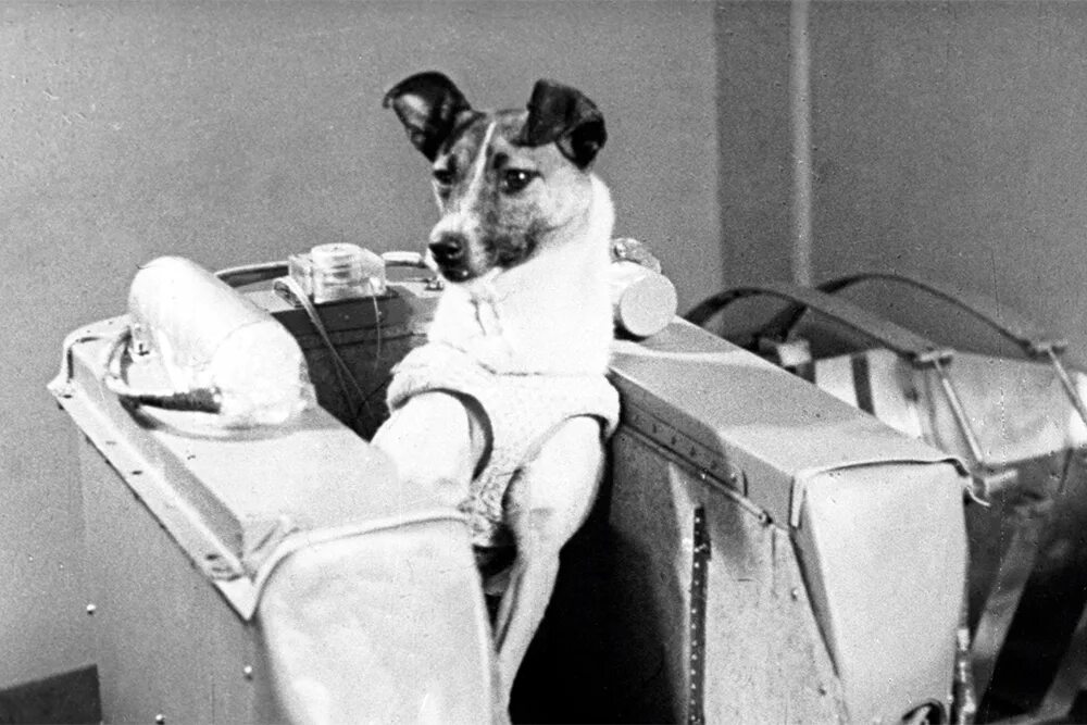 Как звали первую собаку побывавшую в космосе. Собака лайка 1957. Первая собака космонавт лайка. 1957 Лайка в космосе. Собака лайка в космосе 1957.