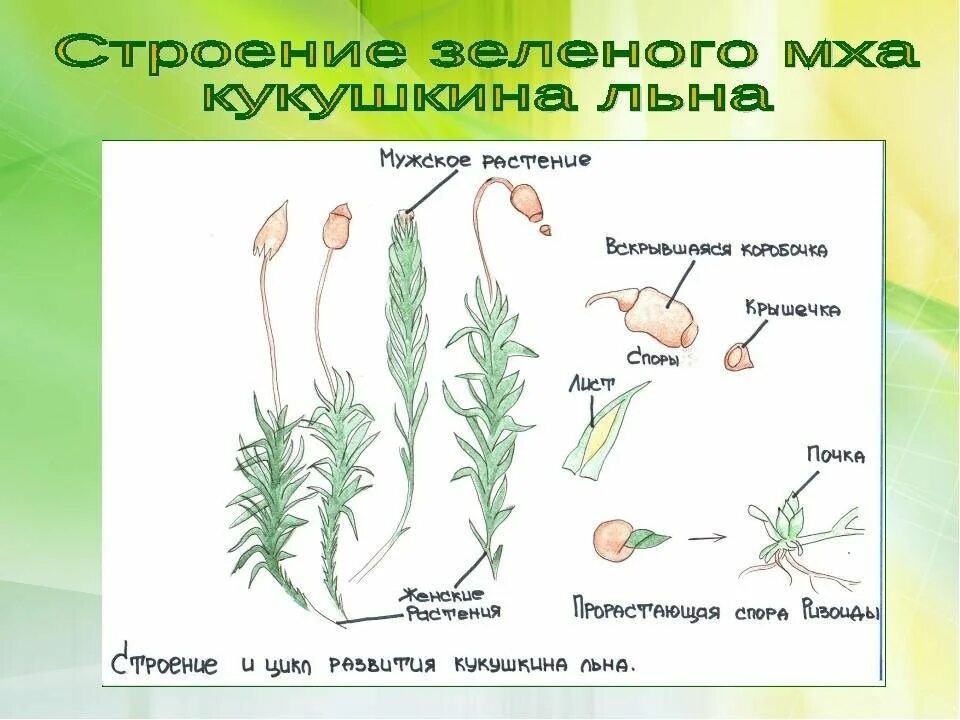 Внешнее строение мха Кукушкин лен. Строение мха Кукушкин лен рисунок. Строение мха Кукушкин лен 7 класс. Строение мха Кукушкин лен. Спорангий моховидных