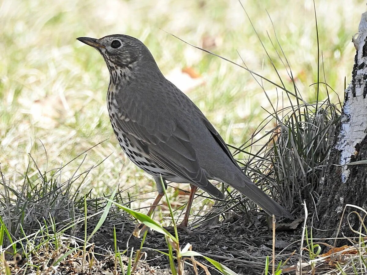 Дрозд фото википедия. Певчий Дрозд (turdus philomelos). Серый певчий Дрозд. Дрозд обыкновенный. Дрозд-деряба самка.