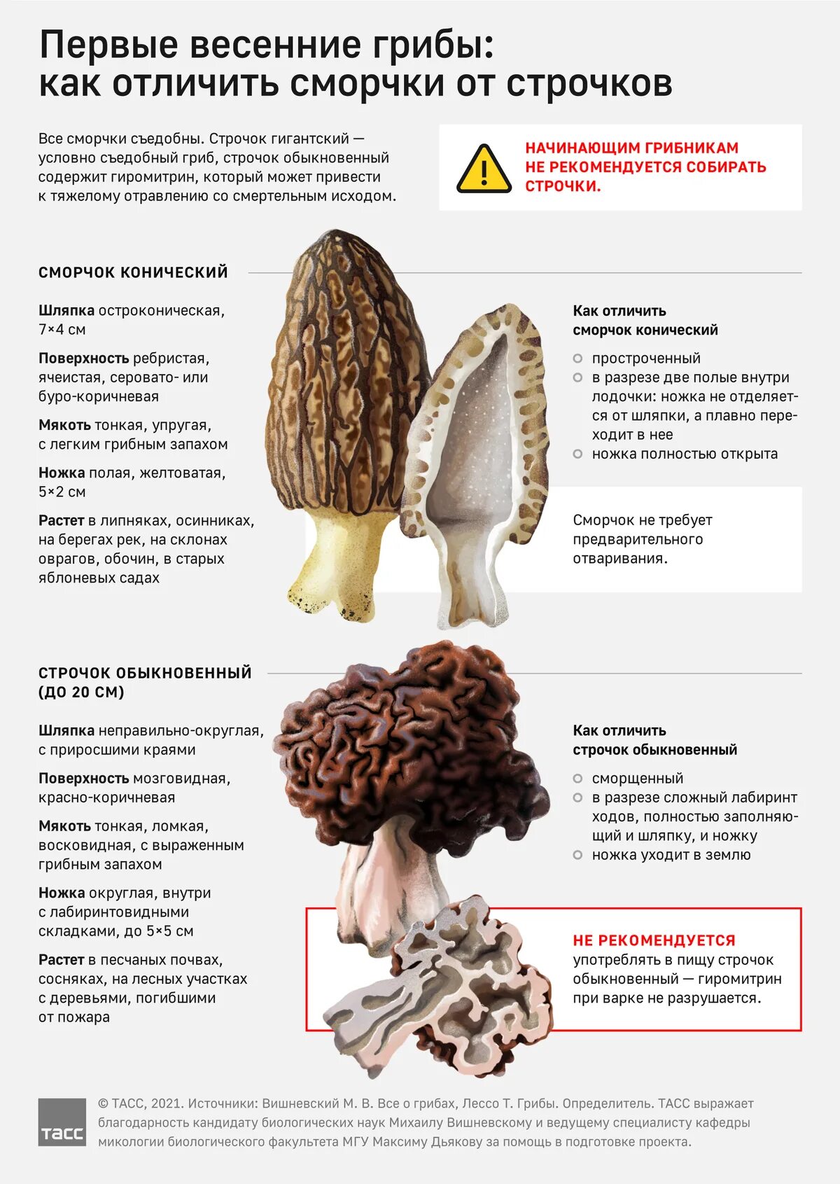 Какой тип питания характерен для сморчка съедобного