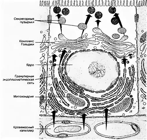 Митотического жизненного цикла клетк. Н. Фазы клеточного цикла схема. Клеточный цикл гистология. Характеристика стадий клеточного цикла.