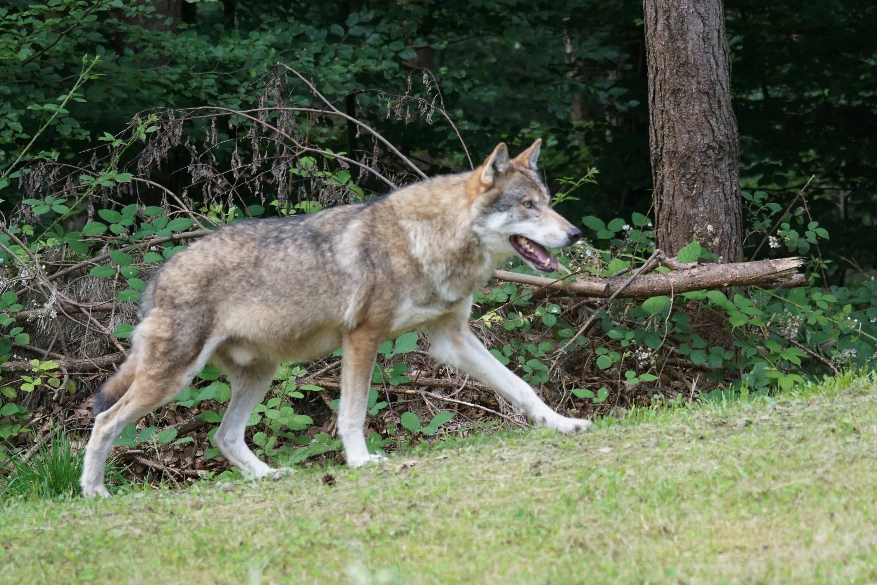 Русский вольф. Канис Люпус. Волк canis Lupus. Canis Lupus ареал. Волки в Тамбовской области.