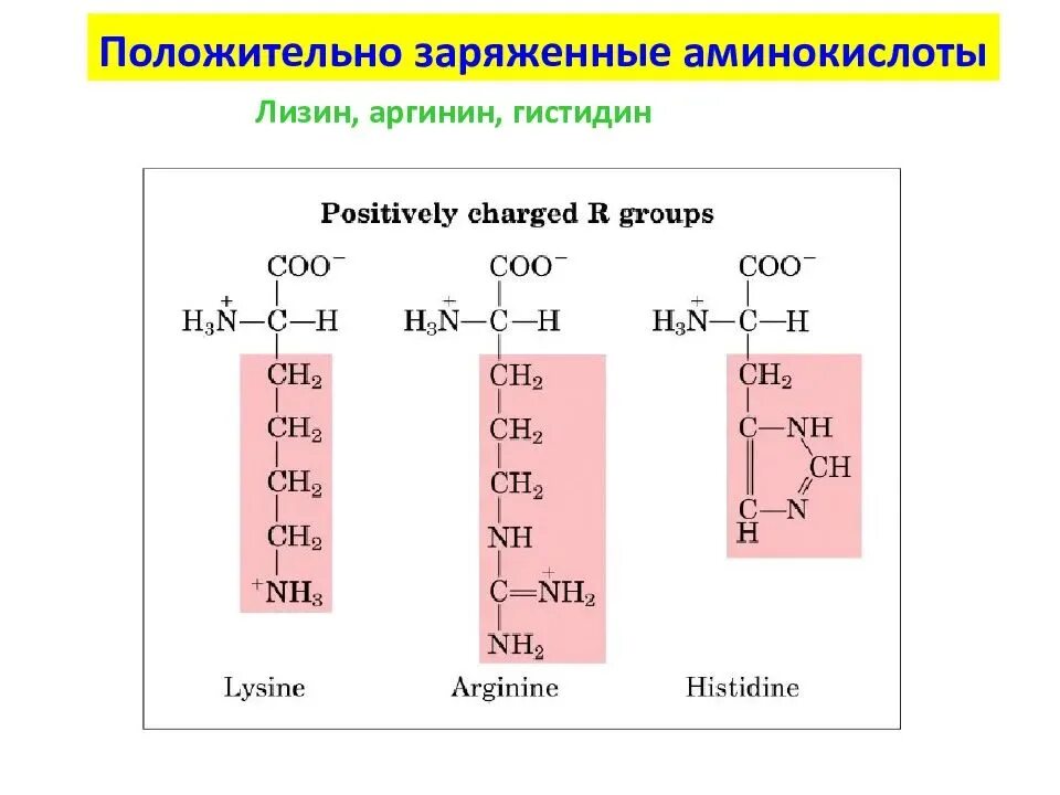 Гистидин в ионизированной форме PH 7. Аминокислота аргинин и гистидин. Аргинин заряд аминокислоты. Ионизация гистидина.