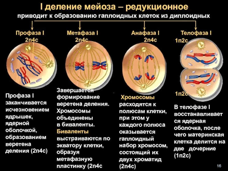 Анафаза первого деления мейоза набор хромосом. Профаза 2 деления мейоза. Профаза метафаза 2 мейоза. Мейоз 1 редукционное деление.