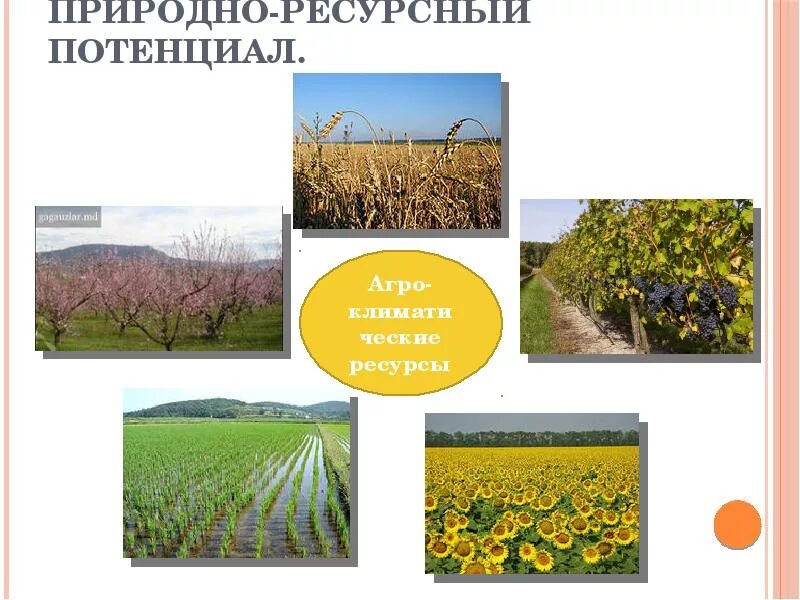 Экономический потенциал краснодарского края. Природные богатства краснодара. Шаблон презентации краснодарский край. Krasnodar russian federation. Санаторно-курортный и туристский комплекс краснодарского края.