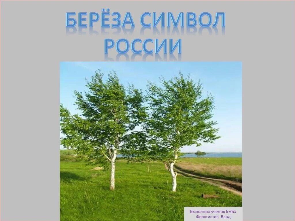 Береза символ россии презентация. Береза символ России. Береза символ. Неофициальные символы России береза. Березка символ России для детей.