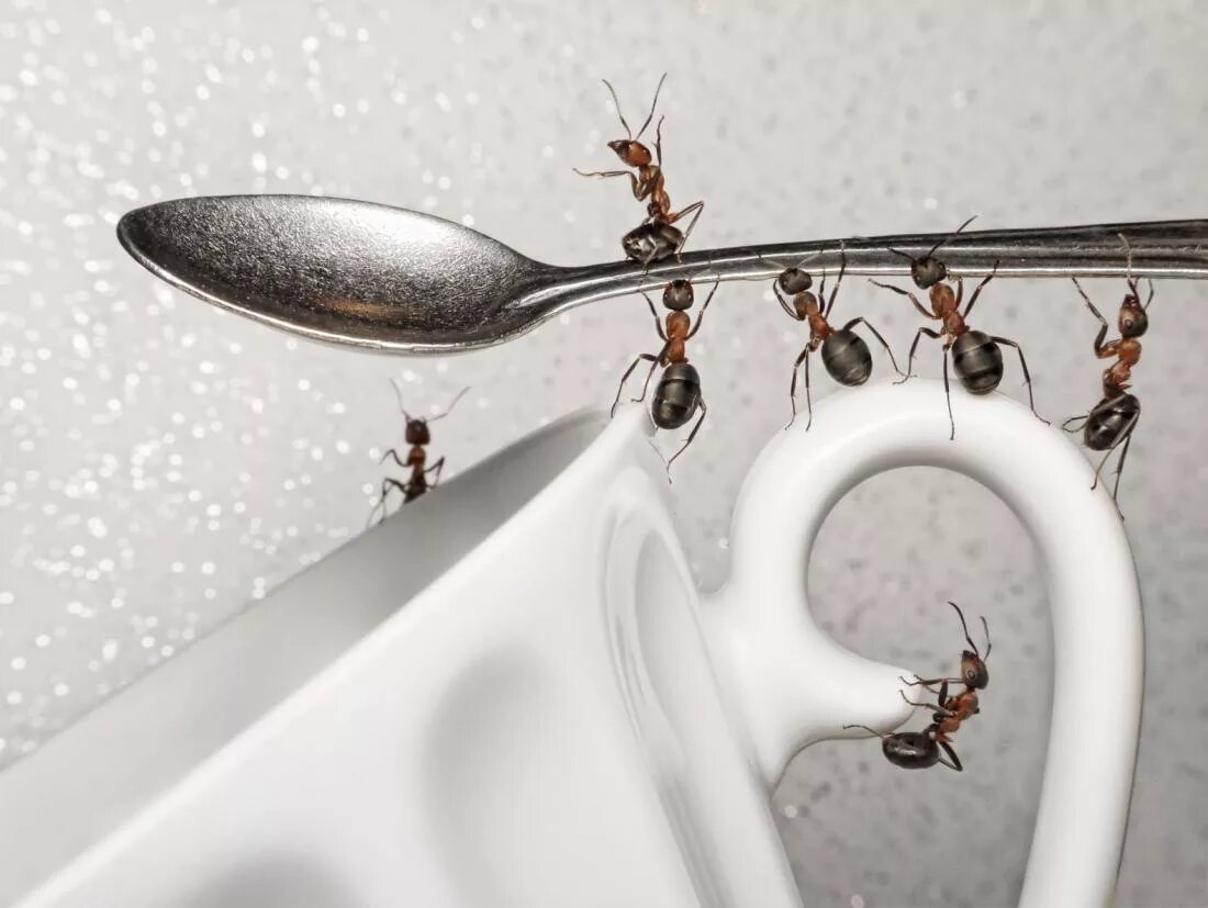 Как избавиться от мелких муравьев в доме. Домашние муравьи. Муравьи в доме. Муравьи дома. Мелкие муравьи на кухне.
