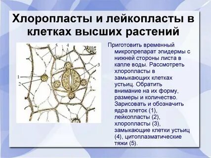 Лейкопласты растительной клетки