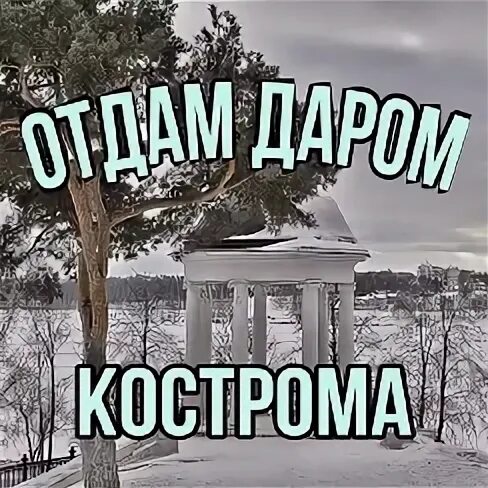 Отдам кострома