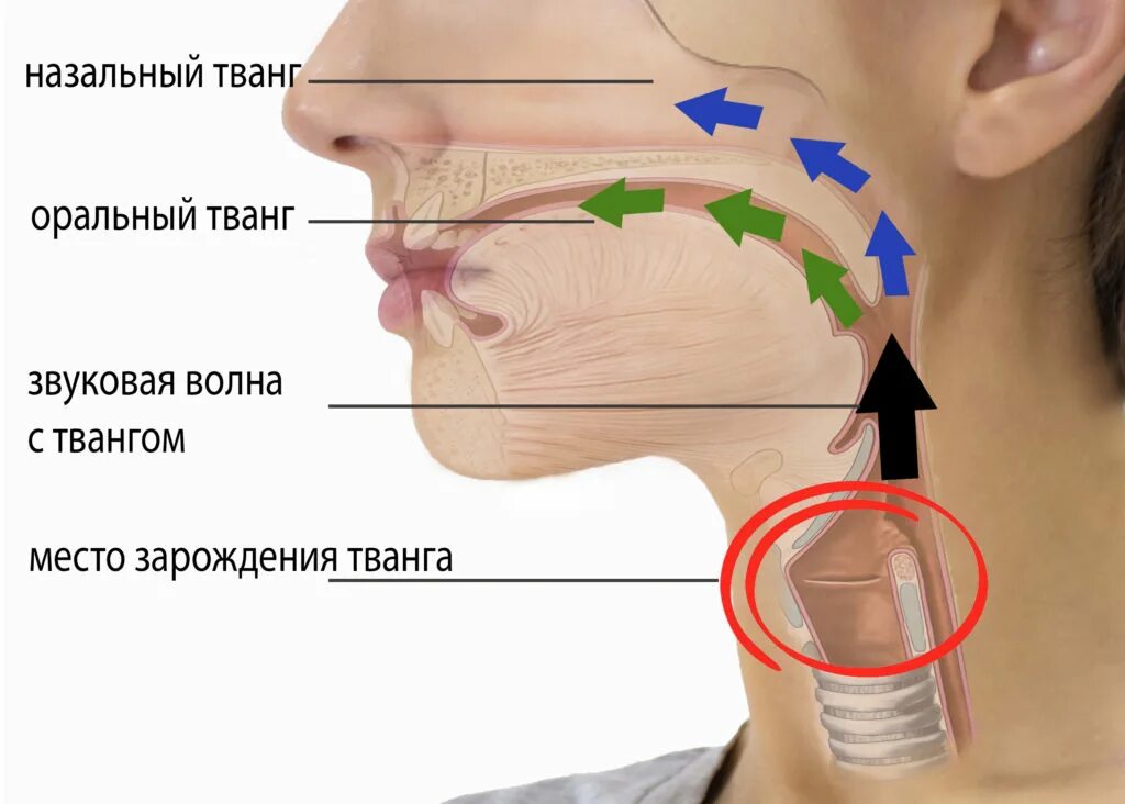 Пою на связках. Тванг в вокале. Носовые звуки. Вокальный нос.