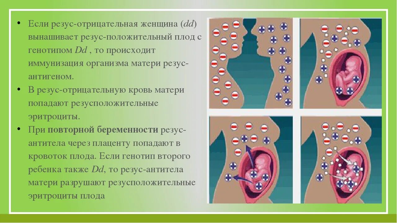 Резус фактор 1 отрицательная. Конфликт резус факторов. Резус конфликт беременность. Положительный и отрицательный резус. Резус отрицательный рецессивный