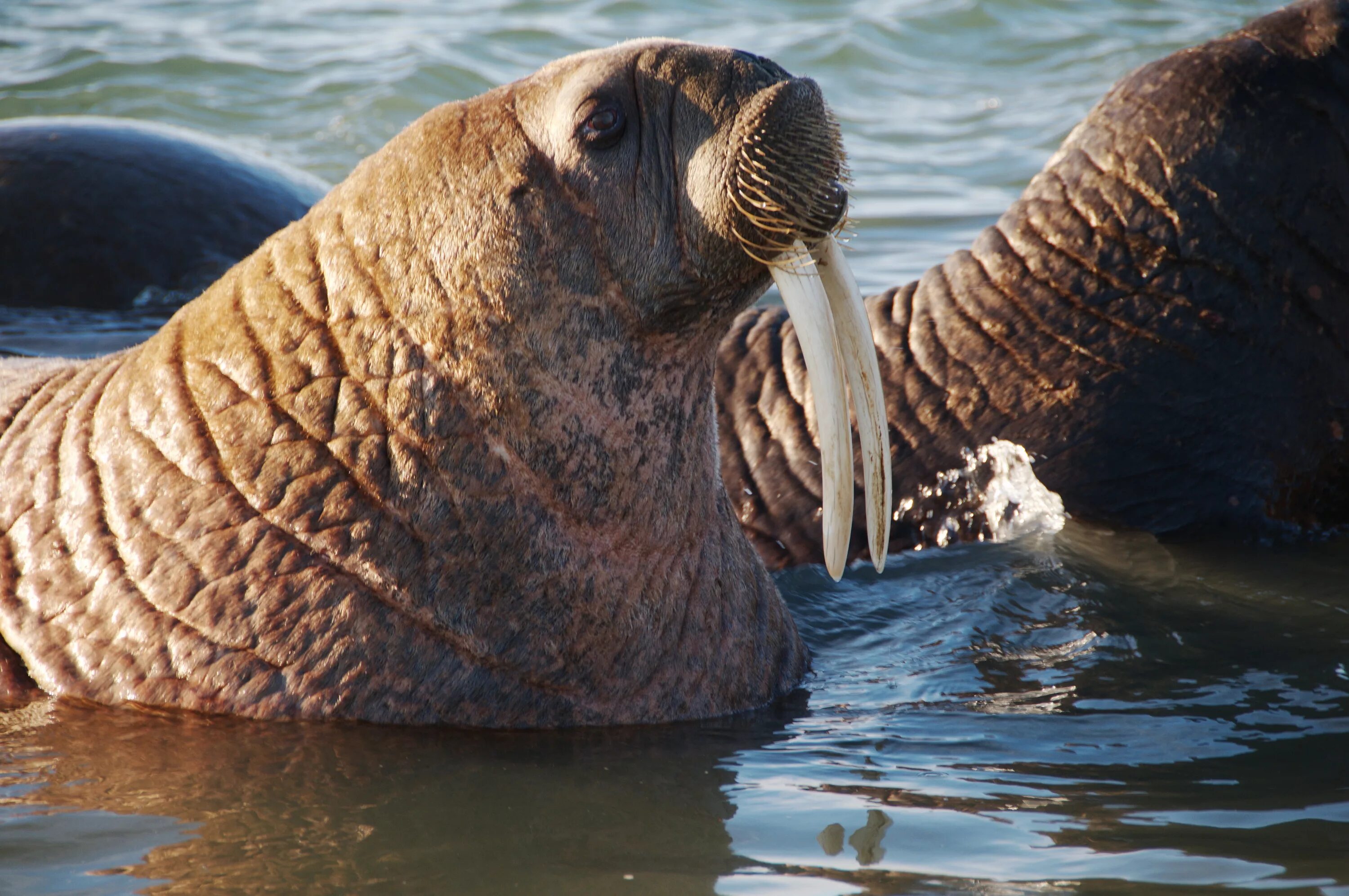 голова моржа