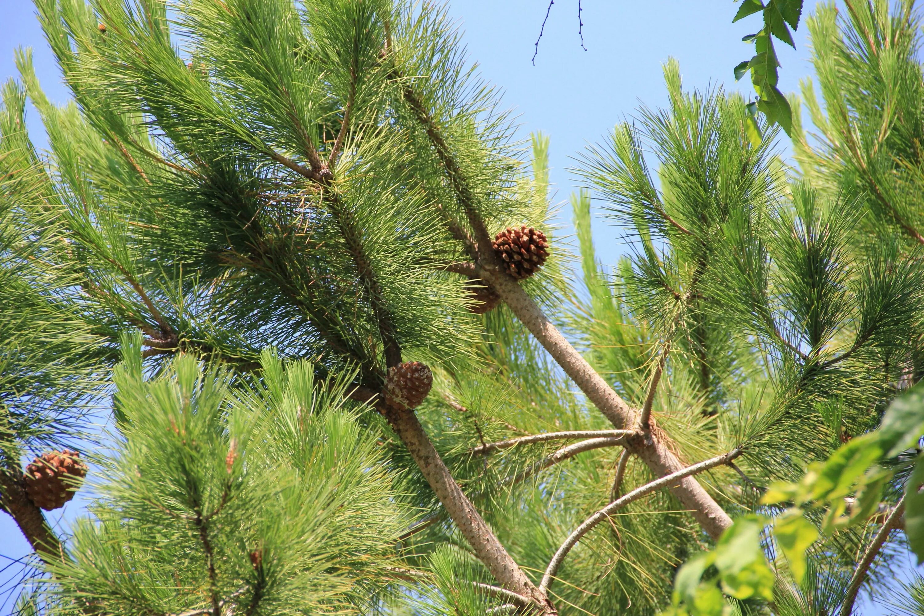 Можно ли хвойное дерево. Сосна итальянская Pinus pinea шишка. Хвоинки дерева сосна Кедровая. Сосна Банкса шишки. Сосны Муррея Карелия.