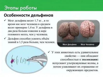 На сколько процентов работают мозги